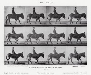 Eadweard Muybridge: The Walk (s/h foto) af Eadweard Muybridge