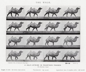 Eadweard Muybridge: The Walk (s/h foto) af Eadweard Muybridge