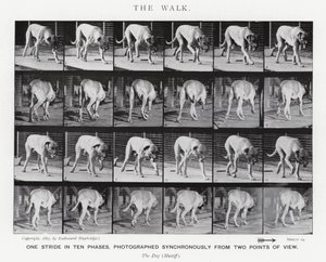 Eadweard Muybridge: The Walk (s/h foto) af Eadweard Muybridge