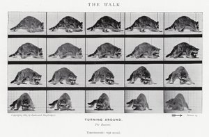 Eadweard Muybridge: The Walk (s/h foto) af Eadweard Muybridge