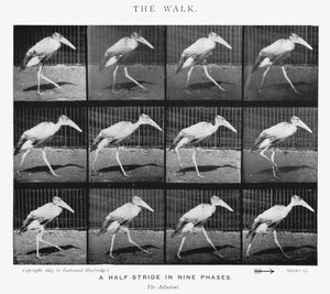 Eadweard Muybridge: The Walk (s/h foto) af Eadweard Muybridge