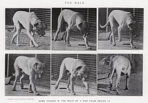 Eadweard Muybridge: The Walk (s/h foto) af Eadweard Muybridge