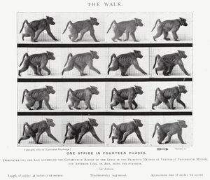 Eadweard Muybridge: The Walk (s/h foto) af Eadweard Muybridge
