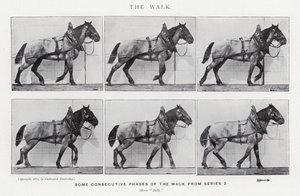 Eadweard Muybridge: The Walk (s/h foto) af Eadweard Muybridge