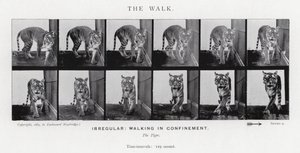 Eadweard Muybridge: The Walk (s/h foto) af Eadweard Muybridge