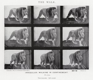 Eadweard Muybridge: The Walk (s/h foto) af Eadweard Muybridge
