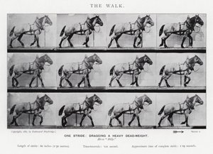 Eadweard Muybridge: The Walk af Eadweard Muybridge