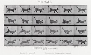 Eadweard Muybridge: The Walk af Eadweard Muybridge