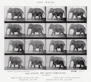 Eadweard Muybridge: The Walk af Eadweard Muybridge