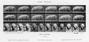Eadweard Muybridge: The Walk af Eadweard Muybridge