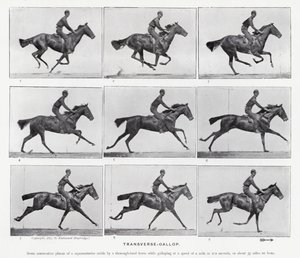 Eadweard Muybridge: Transverse-Gallop (s/h foto) af Eadweard Muybridge