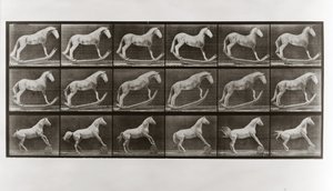 Horse on Rockers and Horse Rolling a Barrel, plade 649 fra Animal Locomotion, 1887 af Eadweard Muybridge