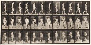 Tavle 13. Vandrende, 1872-1885 af Eadweard Muybridge
