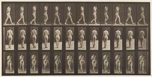 Plade 14. Gående, højre hånd ved hagen, 1872-1885 af Eadweard Muybridge
