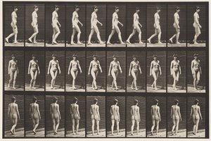 Tavle 16. Vandrende, 1872-1885 af Eadweard Muybridge