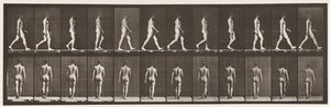 Tavle 2. Vandrende, 1872-1885 af Eadweard Muybridge