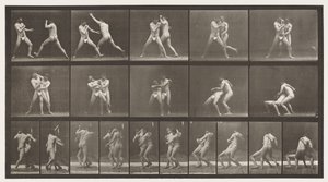 Tavle 331. Boksning; Stop for Cross-baller af Eadweard Muybridge