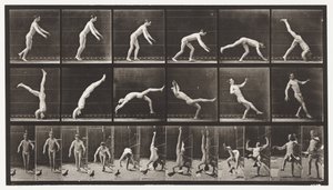 Plade 365. Hovedfjeder, En flyvende due, der forstyrrer af Eadweard Muybridge
