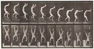 Tavle 368. Akrobat, nedadgående trapper på hænder af Eadweard Muybridge