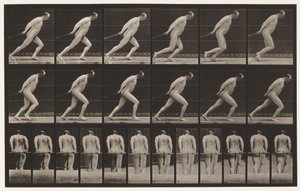 Tavle 392. Slæber en haverulle, 1872-1885 af Eadweard Muybridge