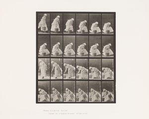 Plade 438. Nedsættelse af spand og klargøring til skrubning, 1885 af Eadweard Muybridge