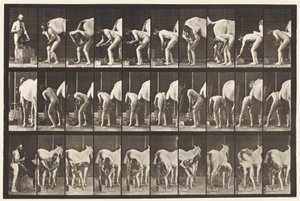 Tavle 508. Skoning af en hest af Eadweard Muybridge