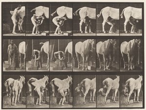 Tavle 509. Skoning af en hest af Eadweard Muybridge
