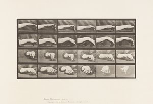 Tallerken 532. Håndens bevægelse; Tegning af en cirkel, 1885 af Eadweard Muybridge