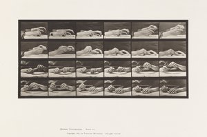 Tavle 536. Håndens Bevægelse; Hænder, der skifter blyant af Eadweard Muybridge