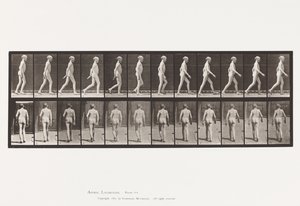 Plade 562. Sidekrumning af Rygsøjlen; Gåture af Eadweard Muybridge