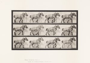 Plade 565.Hauling;Mørkegrå Belgisk Heste Dusel af Eadweard Muybridge