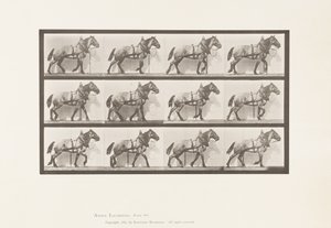 Plade 567.Hauling;Dark-Gray Belgian Horse Billy, 1885 af Eadweard Muybridge