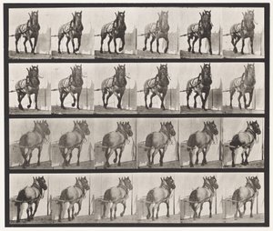 Tavle 568. Hauling;Mørkegrå belgisk hest Billy af Eadweard Muybridge