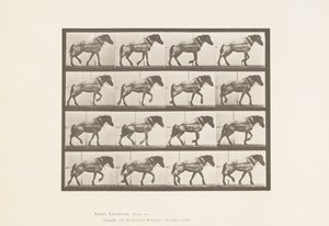 Plade 569.Hauling;Mørkegrå belgisk hest Hansel, 1885 af Eadweard Muybridge