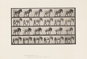Plade 570.Hauling;Mørkegrå belgisk hest Hansel, 1885