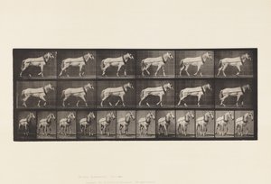 Plade 571.Hauling;Lysgrå Hoppe Johnson, 1885 af Eadweard Muybridge