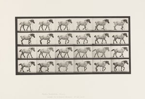 Tavle 574.Gående; Ledig; Mørkegrå belgisk hest Hansel, 1885 af Eadweard Muybridge