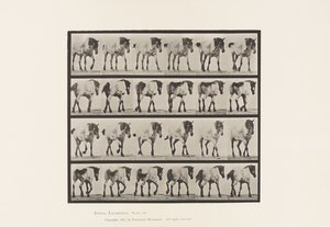 Tavle 575.Gående; Ledig; Mørkegrå belgisk hest Hansel, 1885 af Eadweard Muybridge