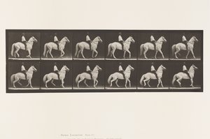 Tavle 577.Gående; Sadel; Uregelmæssig; White Horse Clinton, 1885 af Eadweard Muybridge