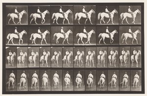 Tavle 579.Gående; Sadel; White Horse Elberon, 1885 af Eadweard Muybridge