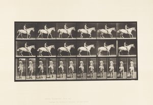 Plade 582. Gang;Sadel; Rytter, 43, Nøgen; Lysegrå Heste Smith af Eadweard Muybridge