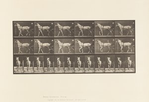Tallerken 586.Gående; Sulky; Lysegrå Hoppe, Katydid, 1885 af Eadweard Muybridge