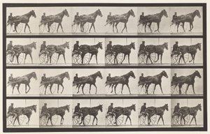 Tavle 587.Gående; Sulky; Sorrel Mare Nellie Rose, 1885 af Eadweard Muybridge