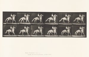 Plade 589.Ambling af Eadweard Muybridge