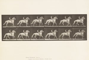 Plade 590.Ambling af Eadweard Muybridge