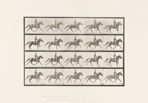 Plade 591.Vyngende af Eadweard Muybridge