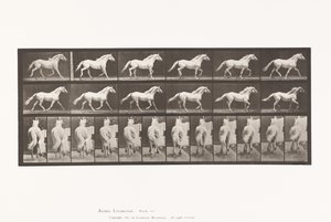 Tallerken 596. Trav; Ledig; Lysegrå Hesteørn af Eadweard Muybridge