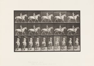 Tallerken 603. Trav; Sadel; Ride, 43, bred, lysegrå hest Smith af Eadweard Muybridge