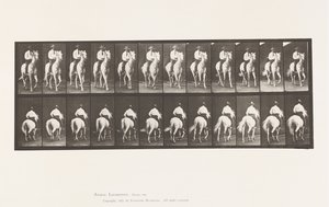 Tallerken 604. Trav; Sadel; White Horse, Elberon af Eadweard Muybridge