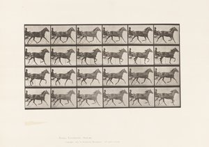 Tallerken 607. Trav; Sulky; Bay Mare, Lizzie M. af Eadweard Muybridge